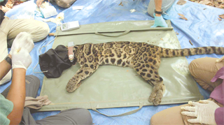 Clouded leopard is collared successfully